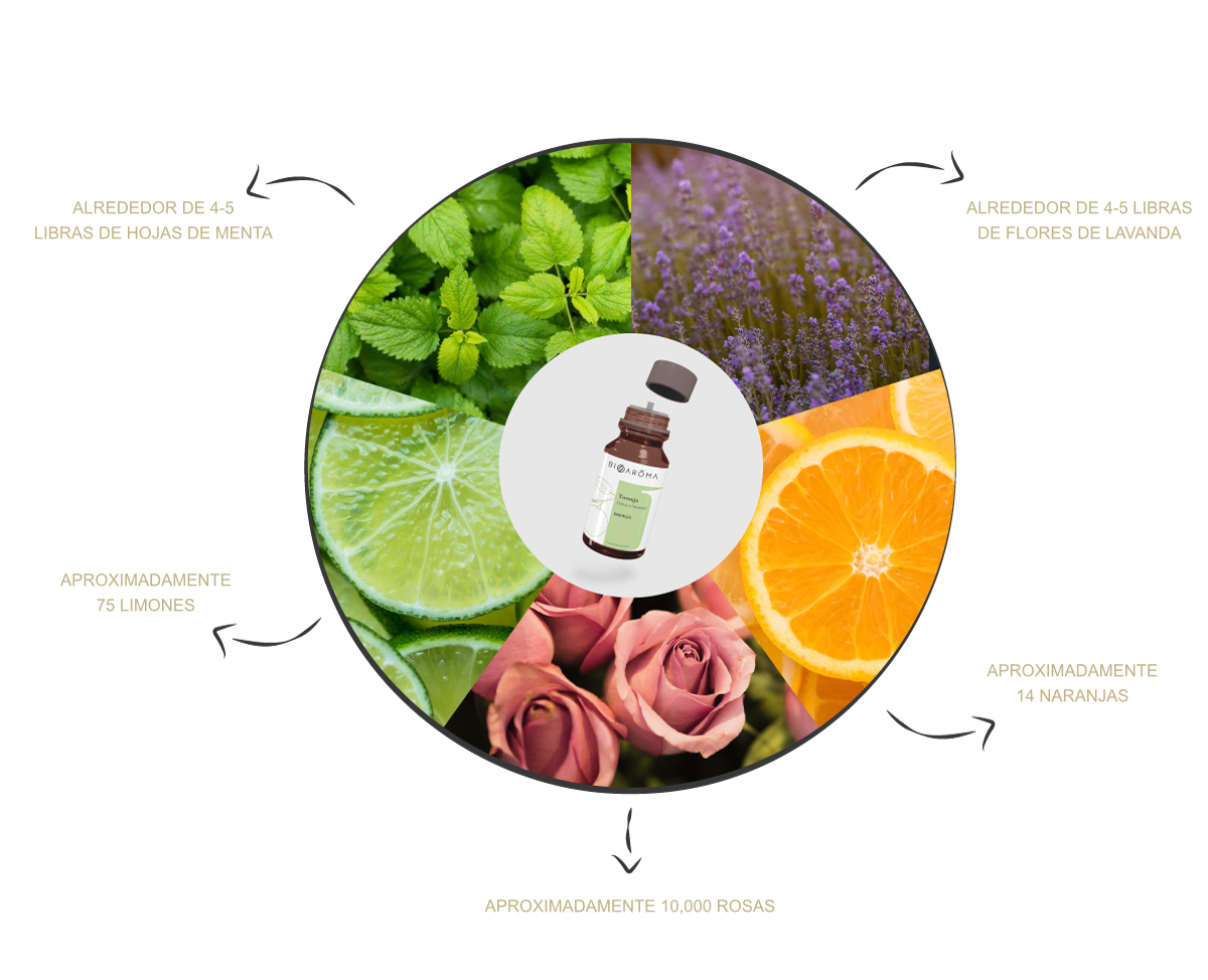 Composicion-de-botella